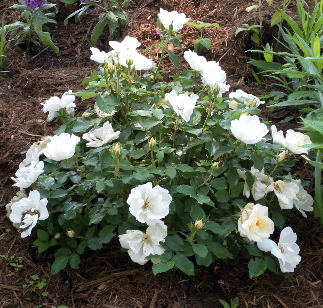 White Knock Out Rose 4 Pot Newest
