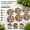 9" Roundness, variant on Natural River Rock Garden Pavers, Set of 6 Round Pebble Stones for Walkway, Lawn, Patio, Yard, Pathway & Landscaping Decor