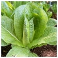 thumbnail image 5 of Everwilde Farms - 500 Organic Parris Island Cos Romaine Lettuce Seeds - Gold Vault Jumbo Bulk Seed Packet, 5 of 5