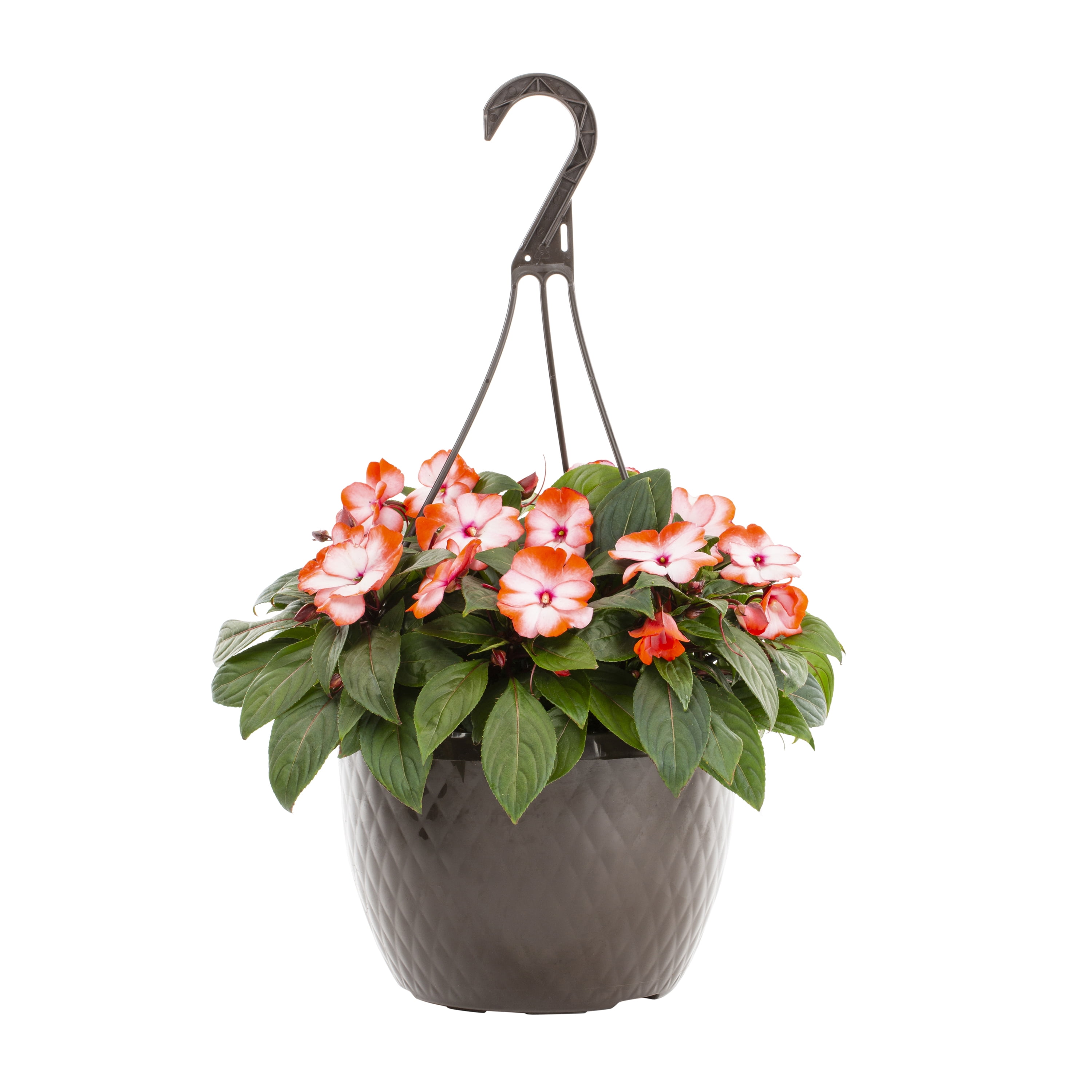 Expert Gardener New Guinea Impatiens 1.5G Multi-color Live Plants