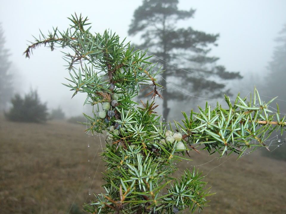 juniper fog