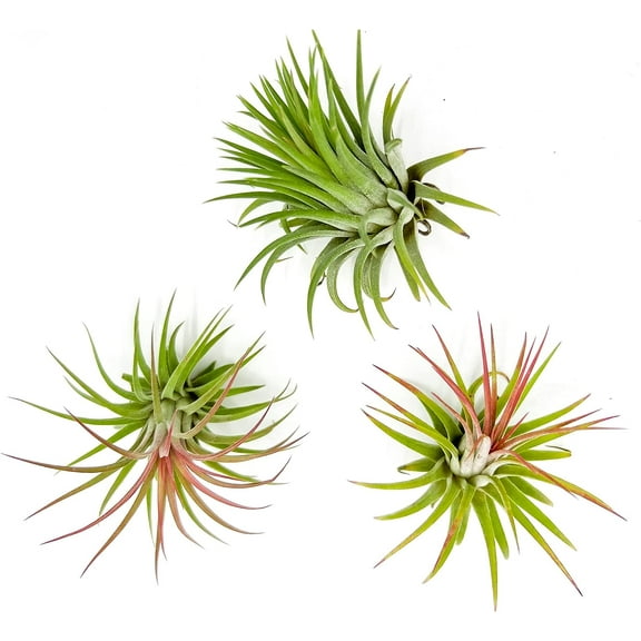 ragnaroc Air Plants - Tillandsia Ionantha Rubra, Regular 2-3" - 3ct - Live Arrival Gauranteed - House Plants for Home Decor & Gift