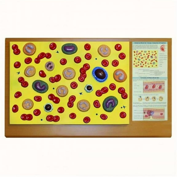 Vision Scientific Blood Cell Model