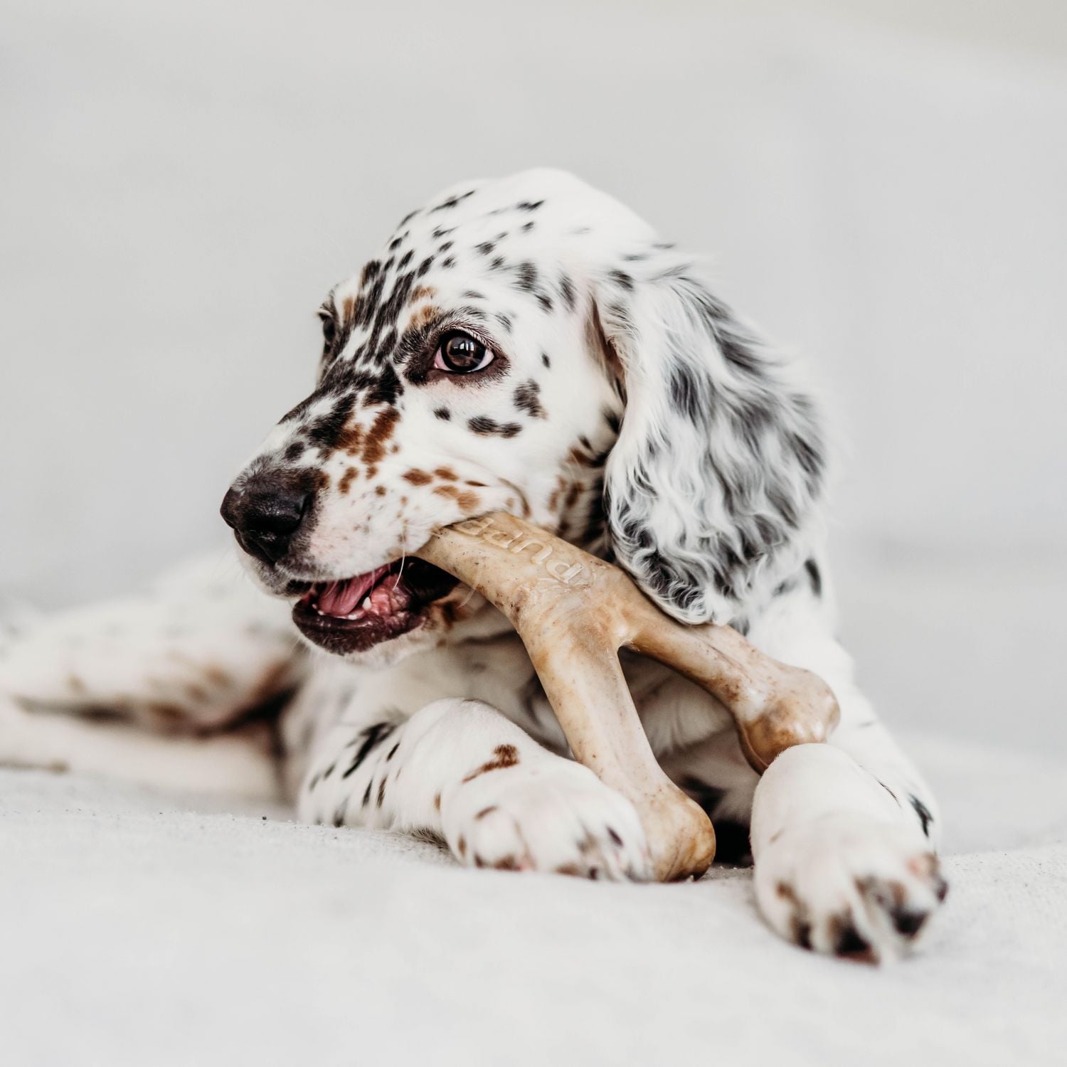 Benebone Essentials Puppy, Rubber and Bacon Wishbone, 2pk, Benebone Essentls Puppy, 2pk