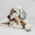 thumbnail image 2 of Benebone Essentials Puppy, 2-Pack Rubber and Bacon Wishbone, 2 of 9