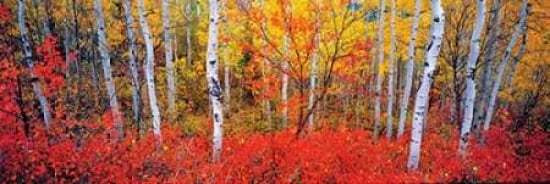 Changing Seasons Ca