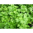 thumbnail image 4 of Italian Giant Parsley Seeds/ Biennial/ Full Sun/30 Seeds 1/10 Gram/ Zellajake Farm and Garden - B57, 4 of 5