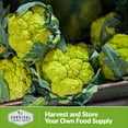 thumbnail image 4 of 2 Packs Green Macerata Cauliflower Seeds - Heirloom Biennial Full Sun Vegetable, 4 of 6