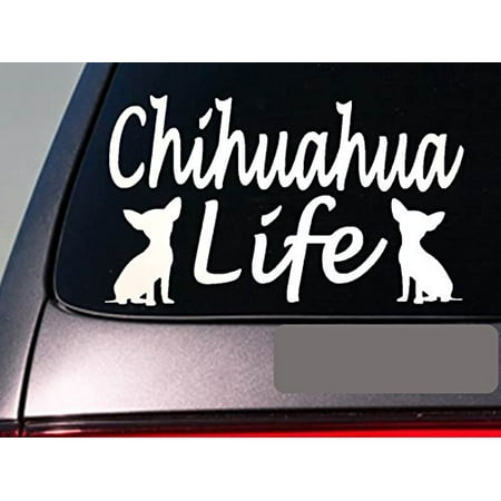 Chihuahua life 6