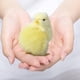 thumbnail image 4 of Fiudx Juguete de Pollo de Imitación, Linda Decoración de Pascua, Llavero Original, Decoración Multiusos para El Hogar, Regalo Divertido para Pascua o Inauguración de La Casa, Tamaño 11 X 4 X 7 Cm, Un, 4 of 5