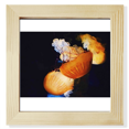 thumbnail image 1 of Jellyfish Tropical Sea Marine Organism Square Picture Frame Wall Tabletop Display, 1 of 3
