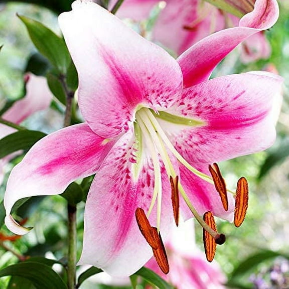 Anastasia Orienpet Lily Flower Bulbs - 3 Lilies Bulbs per Pack - Attracts Butterflies and Hummingbirds - Good as Cut Flowers - Naturalizing - Perennializing - Pleasantly Scented