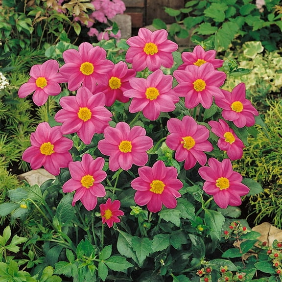 Outsidepride Dahlia Mignon Rose - 1000 Seeds