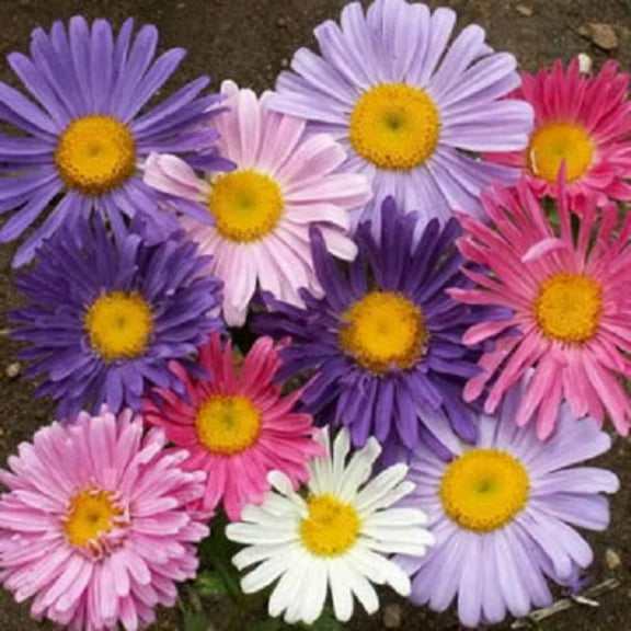 250 MIXED Colors CHINA ASTER Callistephus Chinensis Flower Seeds