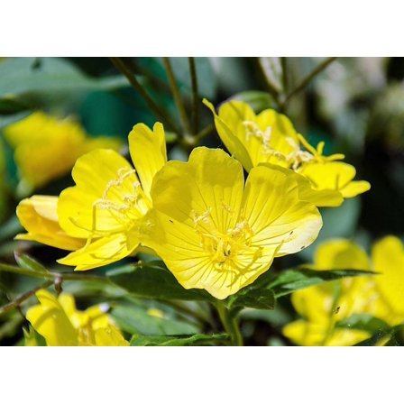 1000 YELLOW EVENING PRIMROSE Oenothera lamarckiana Flower Seeds