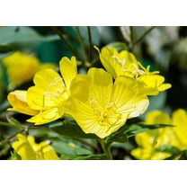 1000 YELLOW EVENING PRIMROSE Oenothera lamarckiana Flower Seeds