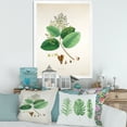thumbnail image 3 of Designart 'Ancient Botanicals III' Farmhouse Framed Art Print, 3 of 4