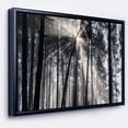thumbnail image 1 of Designart - Sunbeams through Black White Forest - Forest Framed Canvas Wall Art Print, 1 of 4