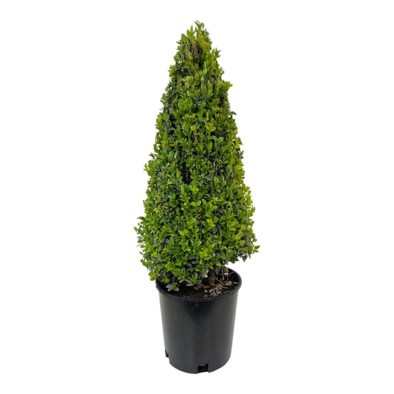 RedCrocus Green Mountain Boxwood Topiary Cone – Buxus 'Green Mountain' Live Evergreen Shrub, Hardy in USDA Zones 4–9, Full Sun to Part Shade  2 Gallon Nursery Pot