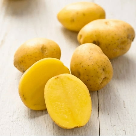 2 Pounds Yukon Potato Tubers Seed Potatoes Yukon Potato Seeds Yellow Seeds Potatoes for Garden & Planting