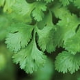 thumbnail image 4 of Burpee Common Cilantro Herb Seed, 1-Pack, 4 of 4