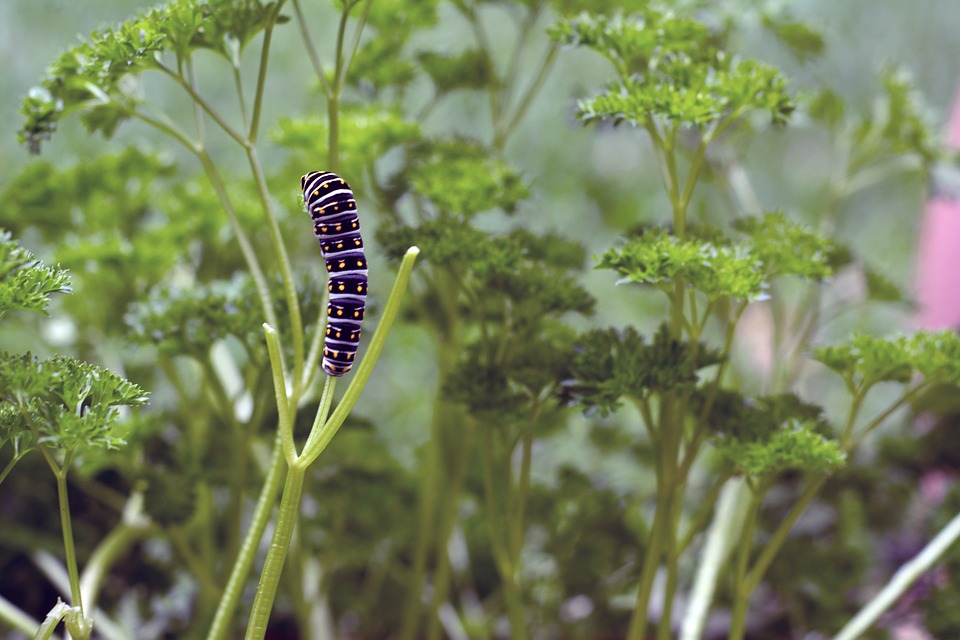 Garden Butterfly Caterpillar Monarch Parsley Pest12 Inch By 18 Inch