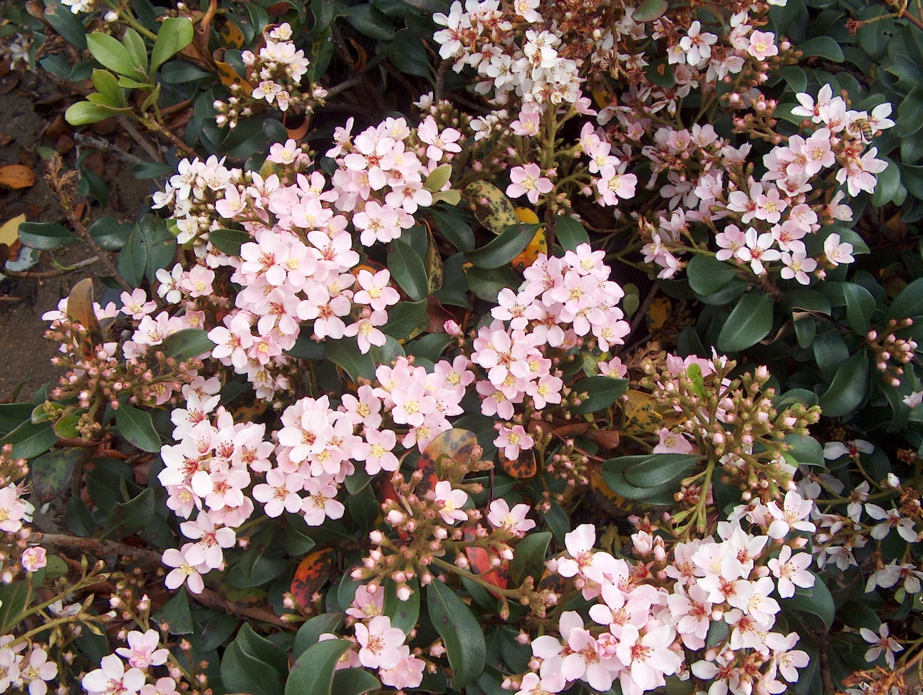 1 Gallon White Indian Hawthorn