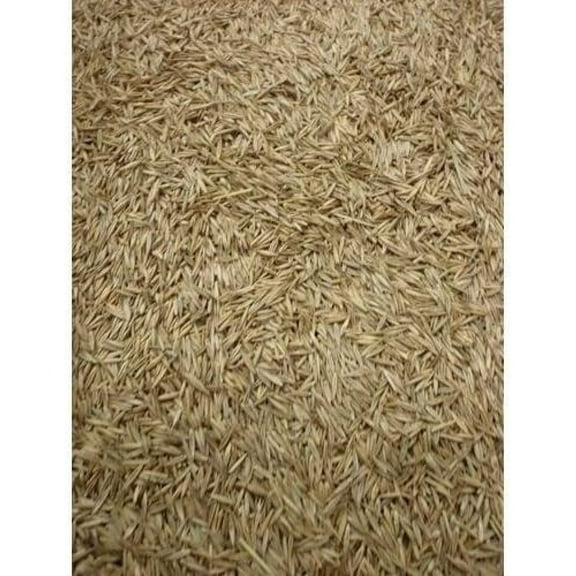 Creeping Red Fescue(Festuca Rubra) Fully Tested, Fast Germination