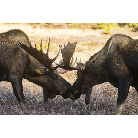 Bull moose in the Powerline Pass area of Anchorage bulls have recently shed velvet from their antlers in rutting season Anchorage Alaska United States of America Poster Print by Doug Lindstrand  Desig