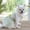 YES, variant on YAYHDS Fashion Forward Felines And Pooches Pet Attire-Trendy Beautiful Pet Dress For Small To Medium-sized Pet For All Seasons Pet Clothing And Pet Skirt Clearance Sales Today Deals Prime