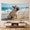 D, variant on XaaKee Tapestry Wall Hanging, Sloth Paddleboard Theme, High-Quality Polyester Large Tapestry, 60x40Inch