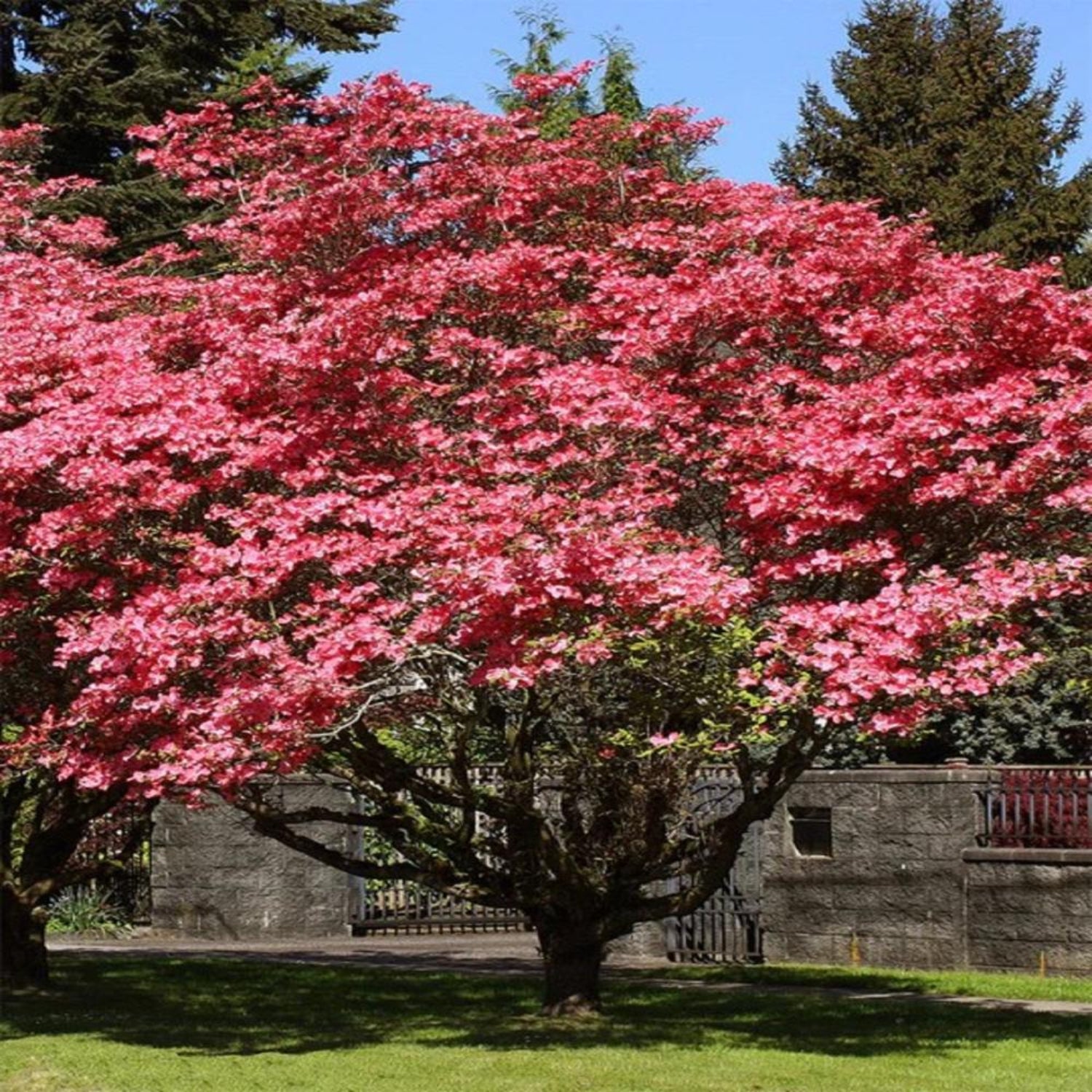 Expert Gardener 2-3 ft. tall American Beauty Dogwood Live Tree in 5-Gallon Grower Pot
