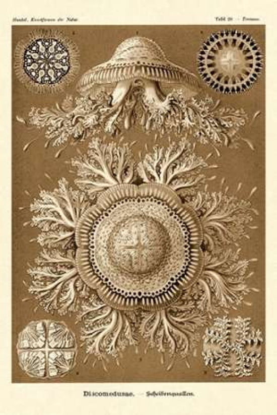 Haeckel Nature Illu