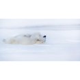 thumbnail image 3 of Chang, Phillip 14x9 Black Modern Framed Museum Art Print Titled - Shy, 3 of 5