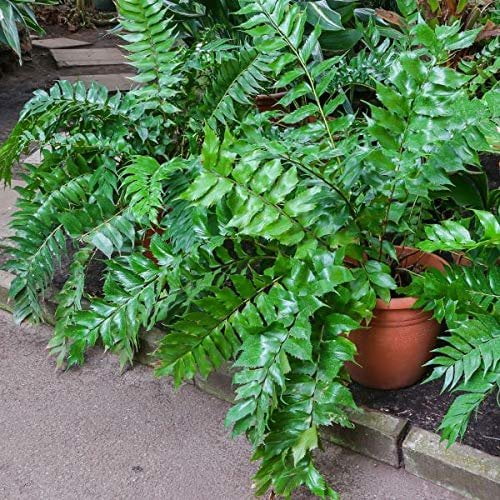 Japanese Holly Fern - 10 Live Plants - Cyrtomium Falcatum Rochfordianum