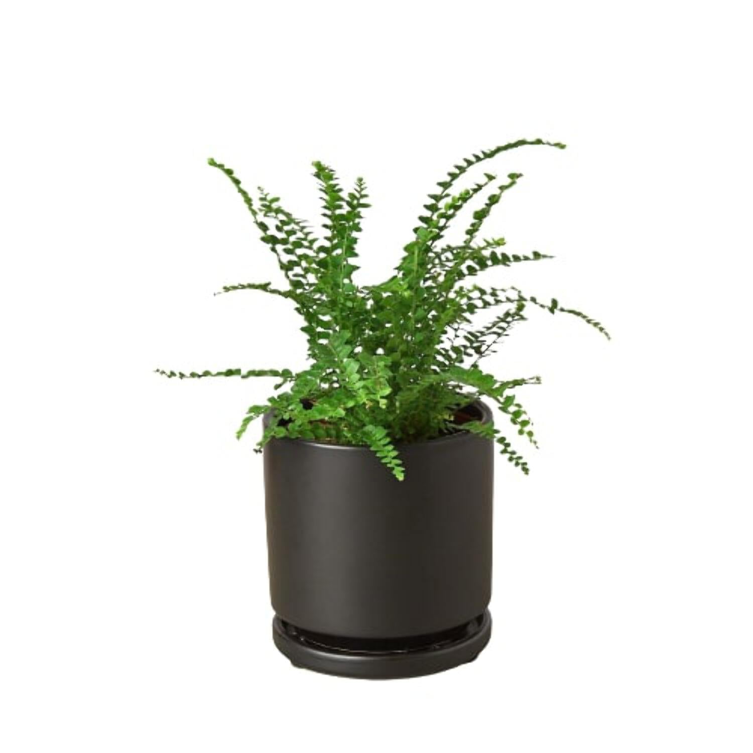 Fern 'Lemon Button', 4" Pot, Indoor Houseplant, Easy Care, Live Plant for Indoor & Outdoor