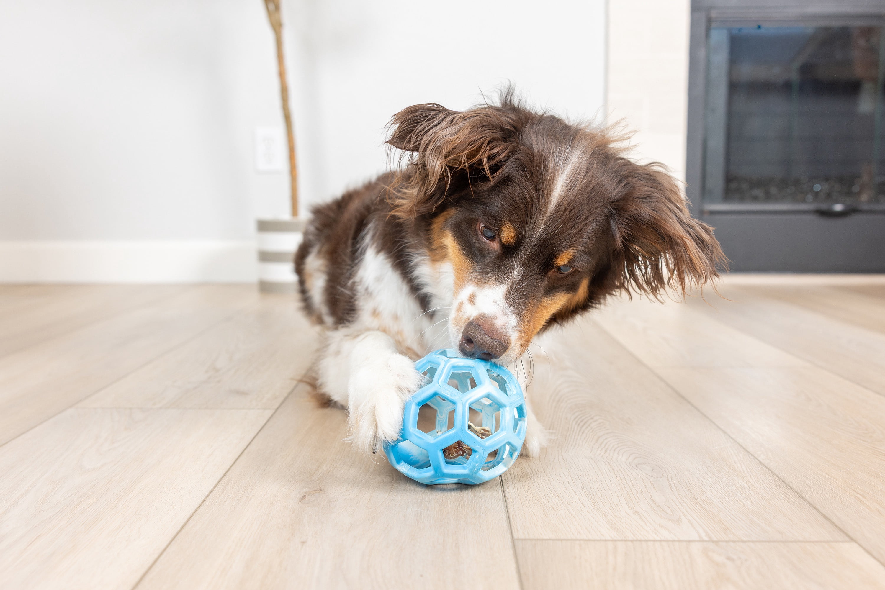 Chuckit! Holee Roller Dog Treat Puzzle Ball, Medium 2.5", Blue – Treat & Chew Toy for Dogs 20–60 lb, Pack of 1