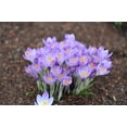 thumbnail image 2 of Rare Whitewell Purple Crocus Flower Bulbs for Planting Crocus tommasinianus 10 Bulbs, 2 of 5