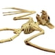 thumbnail image 4 of Animales De Halloween, Huesos, Simulación De Terror, Esqueleto, Decoración De Fiesta De Halloween Advancent HA044865-02, 4 of 5