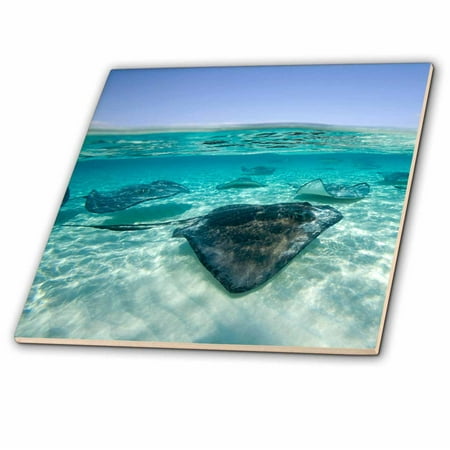 3dRose Cayman Islands, Southern Stingray in Caribbean Sea-CA42 PSO0044 - Paul Souders - Ceramic Tile,