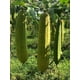 thumbnail image 4 of Esponjas de lufa naturales Esponja de ducha de baño de Luffa orgánica Exfoliante para el cuerpo Depurador de espalda para hombres Mujeres Adultos SPA Belleza - 4 PCS, 4 of 5