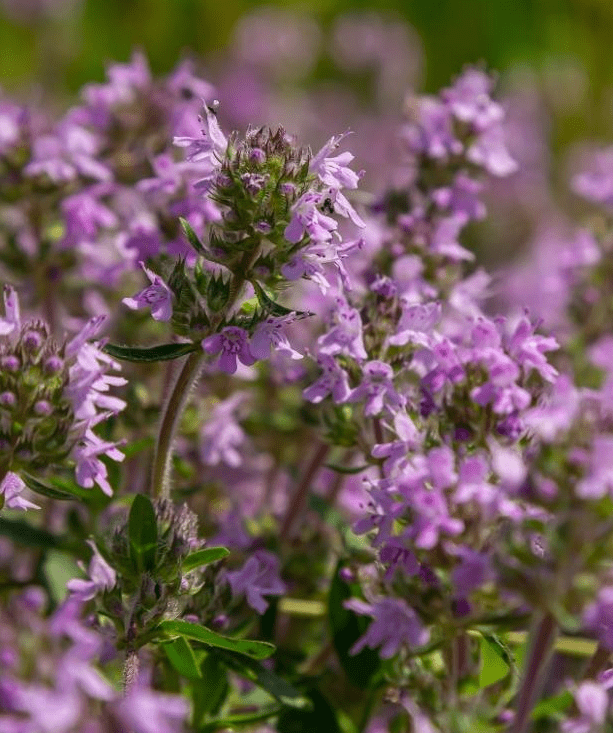 100. 000 Drawf Creeping Thyme Seeds for Planting, Ground Cover Pink Creeping Thyme Flowers Seeds  Fragrant Carpeting Herbaceous
