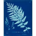 thumbnail image 2 of Unknown 12x14 White Modern Wood Framed Museum Art Print Titled - Cyanotype Ferns IV, 2 of 4