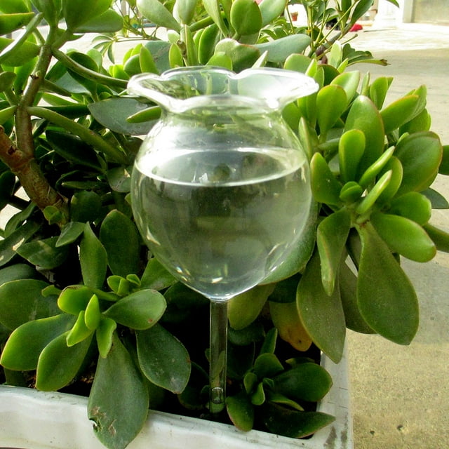 Agiferg Arroseur Automatique de Jardin en Verre pour Fleurs d'Intérieur