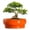 Orange, variant on Ordivic 6 inch Blue Glaze Round Ceramic Bonsai Pot with Drainage Hole & Saucer, Decorative Indoor Planter for Home Living Room Decor