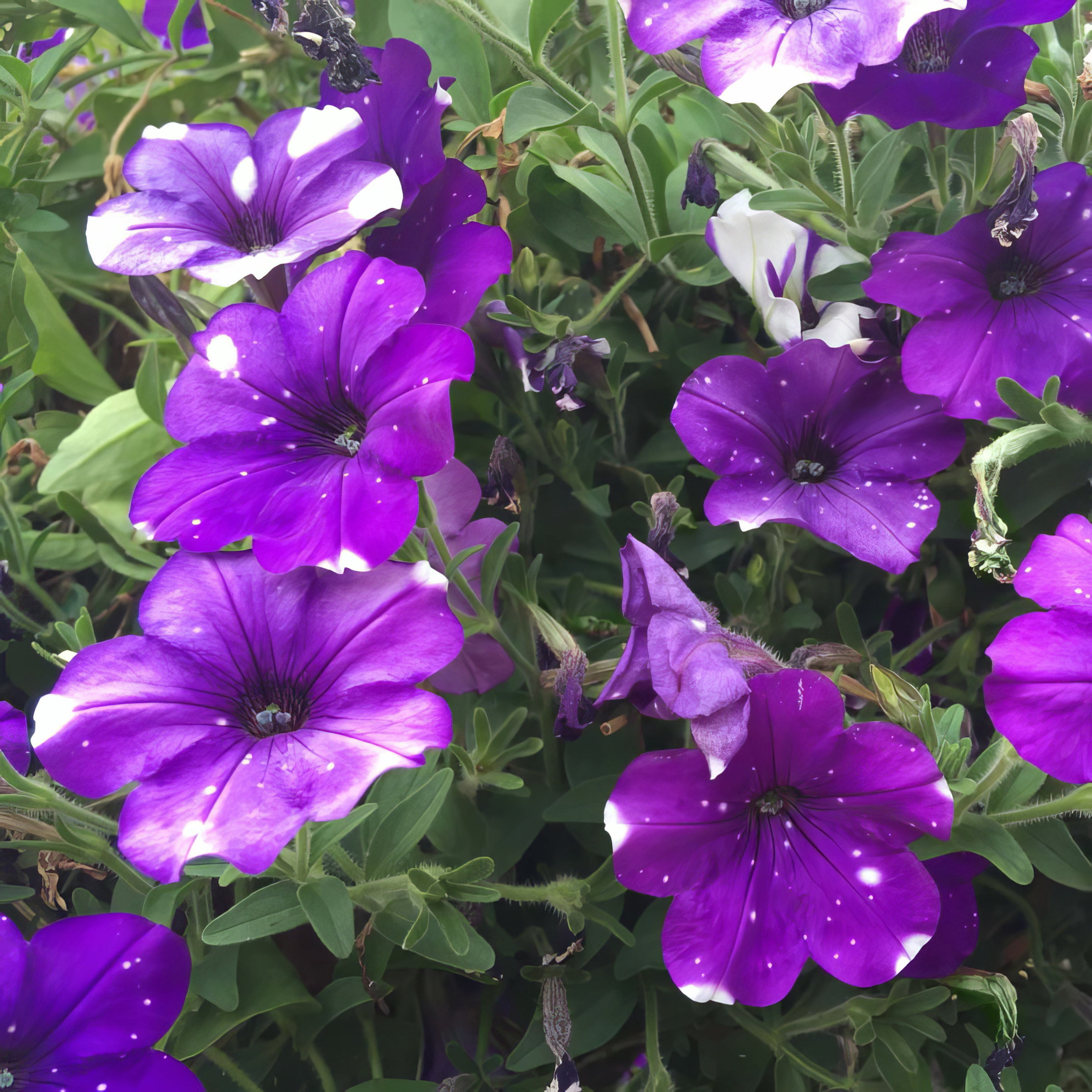 Live Annual 4" NightSky Petunia (3-Pack) with Full Sunlight
