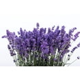 thumbnail image 1 of 300 ITALIAN LAVENDER Lavandula Angustifolia Lavender Blue Purple Fragrant Flower Herb Seeds, 1 of 9