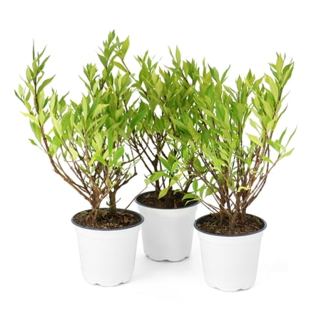 National Plant Network 4 in. Gardenia Frostproof (3-Pack)