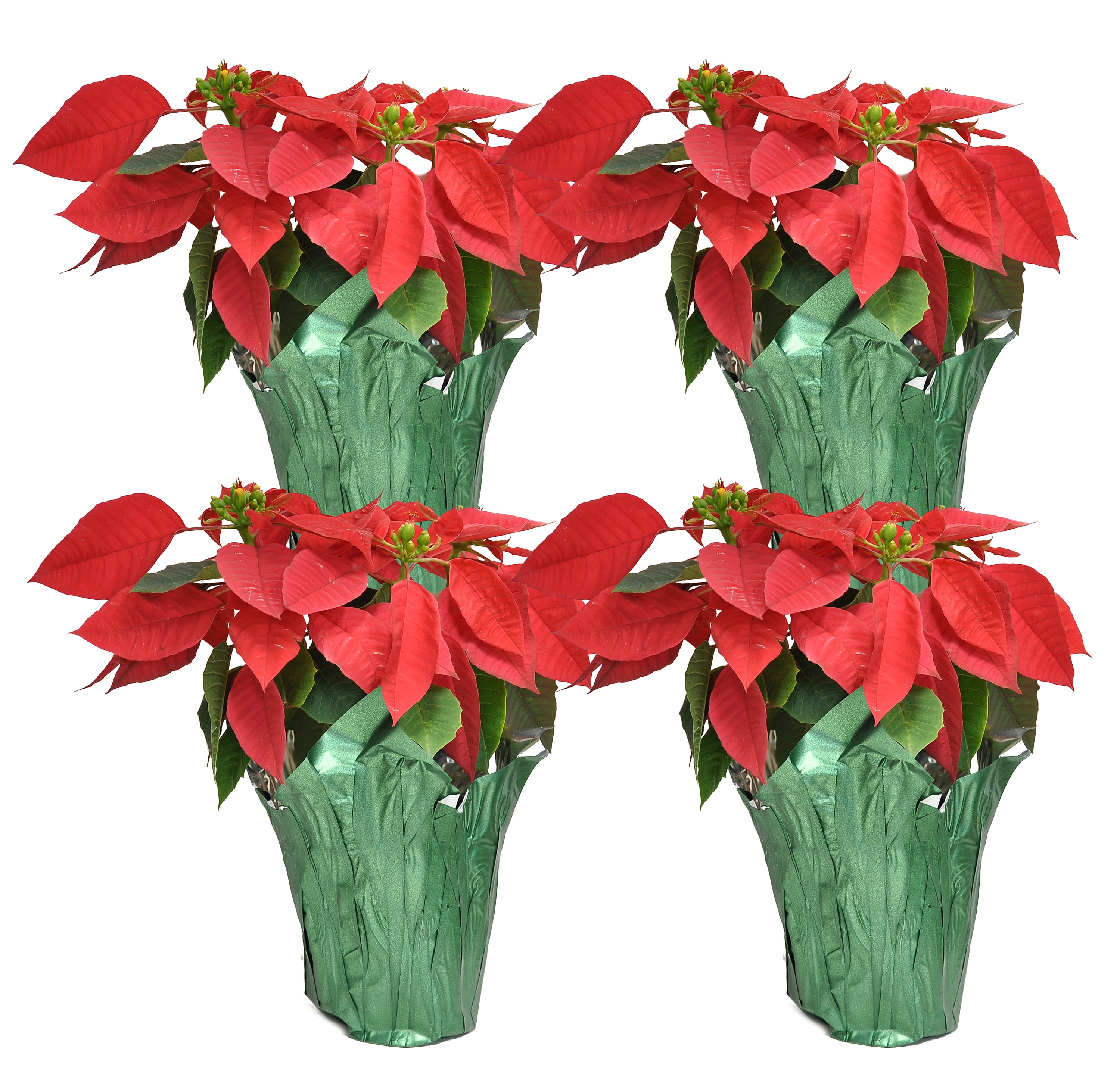 Home Depot Poinsettias Sale 2024 Ciel Lorrie