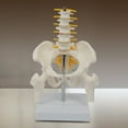 thumbnail image 4 of Modelo de esqueleto de pelvis humana de PVC con equipo de enseñanza de vértebras lumbares, herramienta de visualización de educación de, 4 of 6